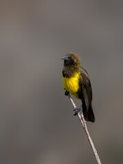 Brown-and-yellow Marshbird on tree branch against gray background