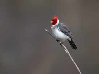Red-crested Cardinal  on tree branch against gray background