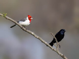 Red-crested Cardinal on tree stump against gray background