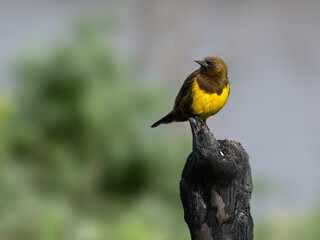 Brown-and-yellow Marshbird on tree stump against gray background