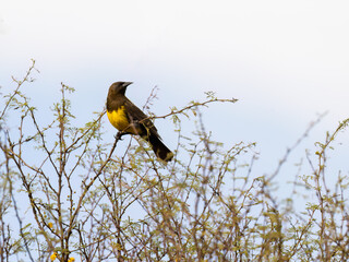 Brown-and-yellow Marshbird on tree branch against blue sky