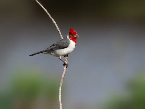 Red-crested Cardinal on tree stump against gray background