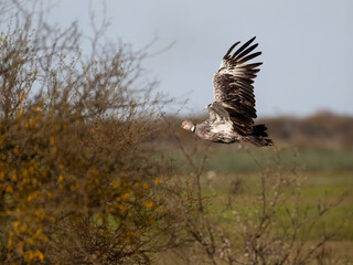 Southern Screamer in flight over the pond covered with dense vegetation