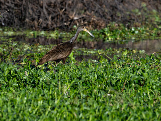 Limpkin foraging on the pond covered with dense vegetation