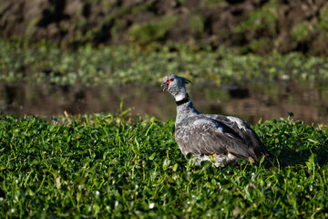 Southern Screamer in flight over the pond covered with dense vegetation