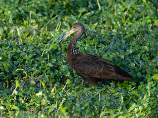 Limpkin foraging on the pond covered with dense vegetation
