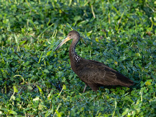 Limpkin foraging on the pond covered with dense vegetation