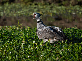 Southern Screamer in flight over the pond covered with dense vegetation