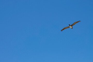 pelican blue sky fly