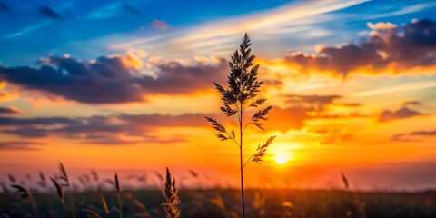 Obraz premium Silhouette of a solitary plant standing tall against a vibrant sunset sky, bathed in golden light with a touch of blue, showcasing the beauty of nature's artistry.