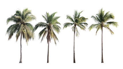 Tropical palm tree isolated on white background, evoking summer vibes and beach paradise