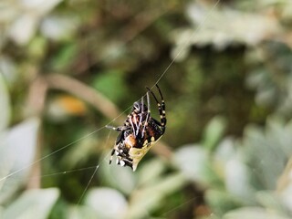 An arrowhead orb weaver spider on a spider web in the forest