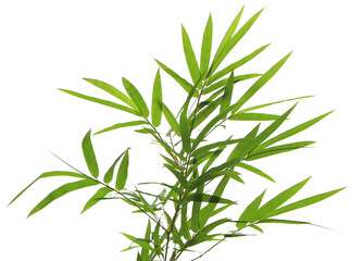 Close up green leaves of bamboo tree isolated on transparent backgroun.