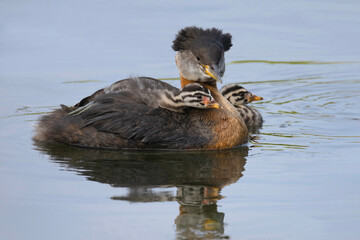 Red-necked grebe Podiceps grisegena with raised crest swimming with a cute chick on its back and...