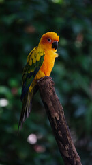 A Sun conure parrot standing on tree branch.