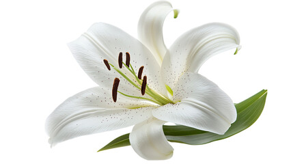A beautiful white lily flower isolated on a white background, showcasing its delicate petals and natural elegance © Varunee