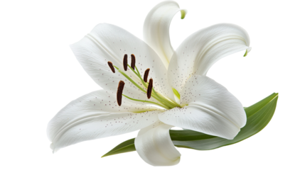 A beautiful white lily flower isolated on a white background, showcasing its delicate petals and natural elegance