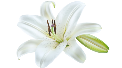 A beautiful white lily flower isolated on a white background, showcasing its delicate petals and natural elegance