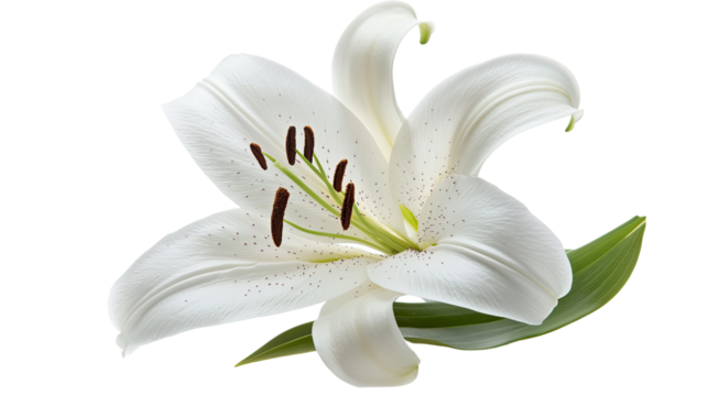 A beautiful white lily flower isolated on a white background, showcasing its delicate petals and natural elegance