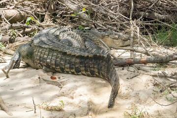 Krokodil, Queensland, Australien