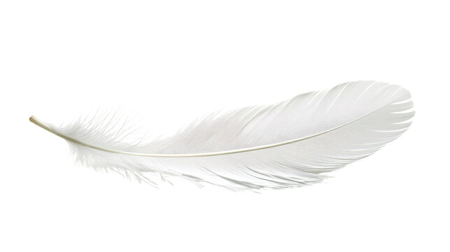 Fototapeta A single white feather isolated on a white background, showcasing its delicate texture and lightness