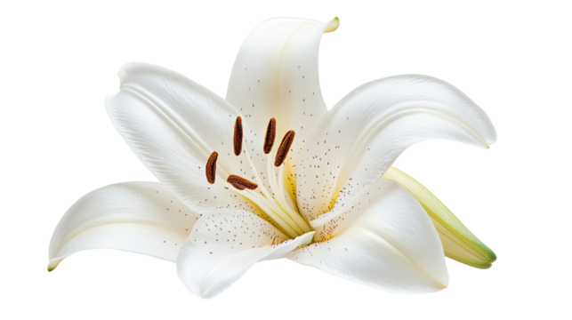 A beautiful white lily flower isolated on a white background, showcasing its delicate petals and natural elegance