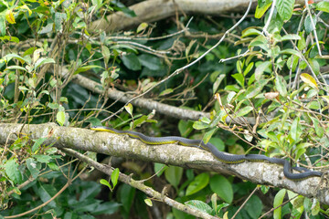 Schlange auf Ast, Queensland, Australien