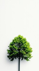 Green tree with vibrant leaves on a white isolated background.