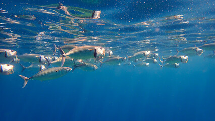 Underwater photo of schooling Mackerel fish in the blue sea. From a scuba dive in Bali, Indonesia, Asia.