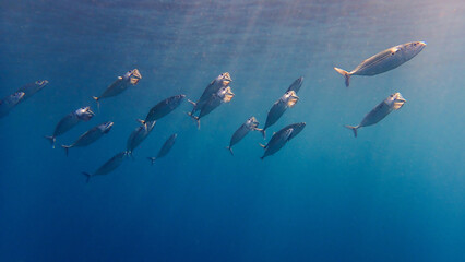 Underwater photo of schooling Mackerel fish in the blue sea. From a scuba dive in Bali, Indonesia,...