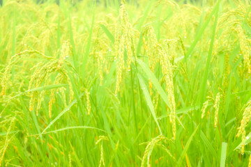 Paddy field in Niigata, Japan