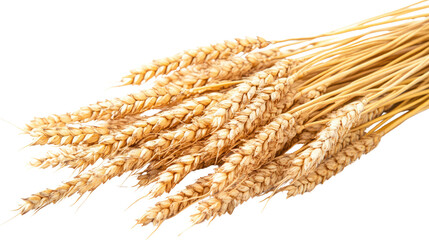 Golden wheat field with ripe ears of grain against a clear blue sky