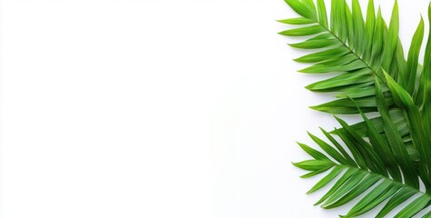 Fototapeta premium A collection of green palm leaves arranged on a white background for decorative purposes.