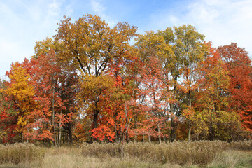 Trees with fall colors with a meadow in front of it at Miami Woods in Morton Gove, Illinois