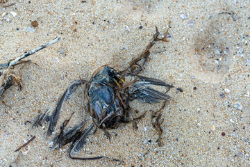 Dead bird on the sandy beach. Coochiemudlo Island, Queensland, Australia