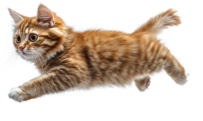  jumping excited cat on transparent background 
