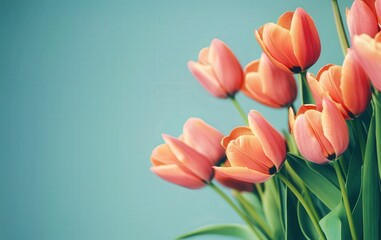 Elegant Pink Tulips on a Soft Gray Background