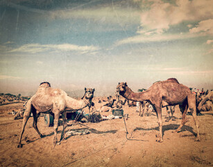Vintage retro hipster style travel image of camels at Pushkar Mela (Pushkar Camel Fair) with grunge...