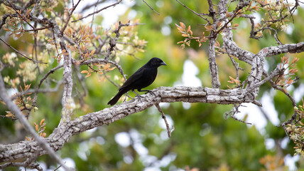 Gnorimopsar chopi, popularly known as graúna, black bird, black assum, cupid, black chick, corn puller, chopim, blackbird or craúna, is a species of bird in the Icteridae family.