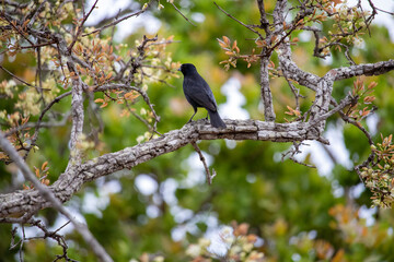 Obraz premium Gnorimopsar chopi, popularly known as graúna, black bird, black assum, cupid, black chick, corn puller, chopim, blackbird or craúna, is a species of bird in the Icteridae family.