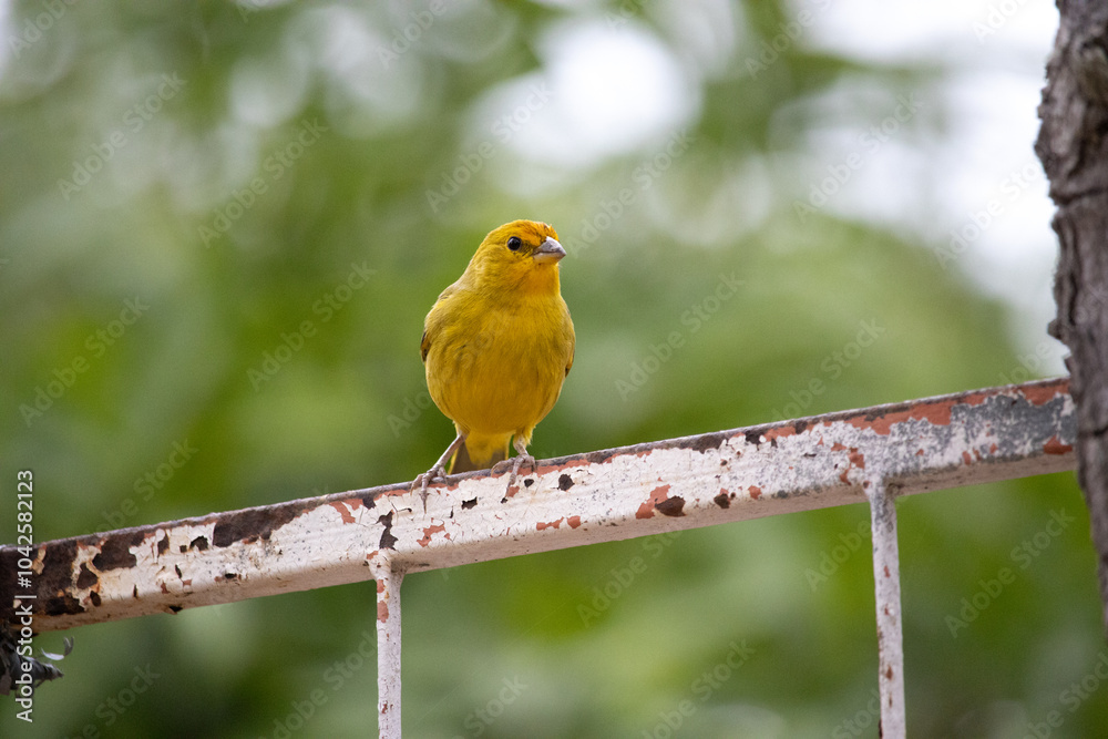 Wall mural canario da terra. the true ground canary or ground canary (sicalis flaveola), not to be confused wit