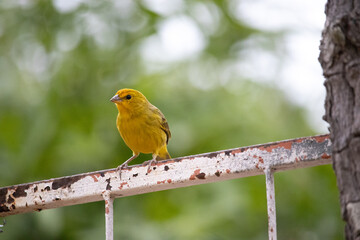 The true ground canary or ground canary (Sicalis flaveola), not to be confused with the canary or domestic canary (Serinus canaria),[2] belongs to the family Thraupidae