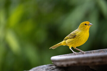 Canario da terra. The true ground canary or ground canary (Sicalis flaveola), not to be confused with the canary or domestic canary (Serinus canaria),[2] belongs to the family Thraupidae
