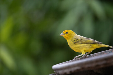 Obraz premium Canario da terra. The true ground canary or ground canary (Sicalis flaveola), not to be confused with the canary or domestic canary (Serinus canaria),[2] belongs to the family Thraupidae