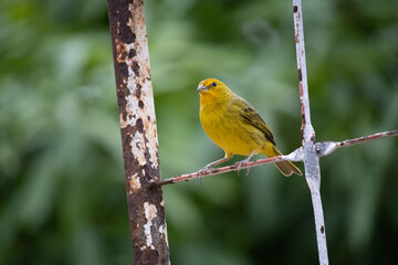 Canario da terra. The true ground canary or ground canary (Sicalis flaveola), not to be confused with the canary or domestic canary (Serinus canaria),[2] belongs to the family Thraupidae