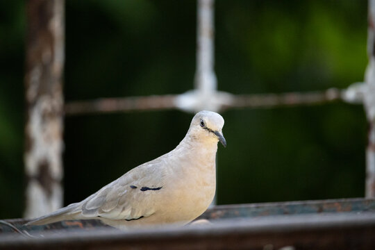 Rolinha. The picui dove, popularly known as the paje&uacute; dove, S&atilde;o Jos&eacute; dove and white dove, is a species of bird in the Columbidae family.