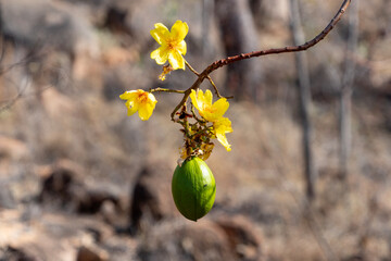 Gelbe Bl&uuml;ten und gr&uuml;ne "Eierfr&uuml;chte", Kapok Baum - Cochlospermum gillivraei