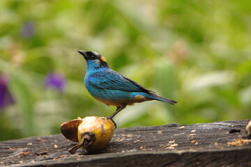 Golden-naped tanager (Chalcothraupis ruficervix) eating at a banana feeder, at the Riolindo Coffee Farm, in Cuellaje, Ecuador