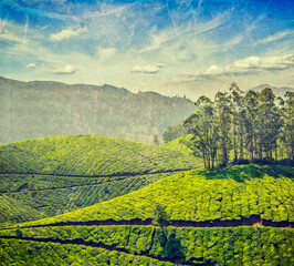 Obraz premium Vintage retro hipster style travel image of tea plantations with grunge texture overlaid. Munnar, Kerala, India