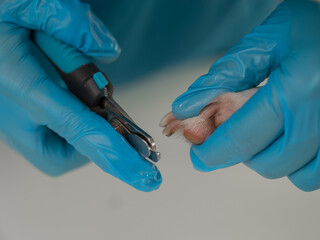 A veterinarian trims the nails of a Jack Russell Terrier dog. 